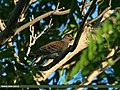 Oriental Turtle Dove (Streptopelia orientalis) (22921414155).jpg