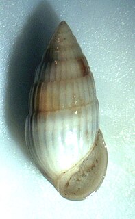 <i>Otopleura nitida</i> Species of gastropod