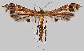 <i>Oxyptilus ericetorum</i> Species of plume moth