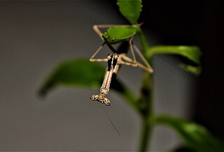 <i>Oxyothespis</i> Genus of praying mantises