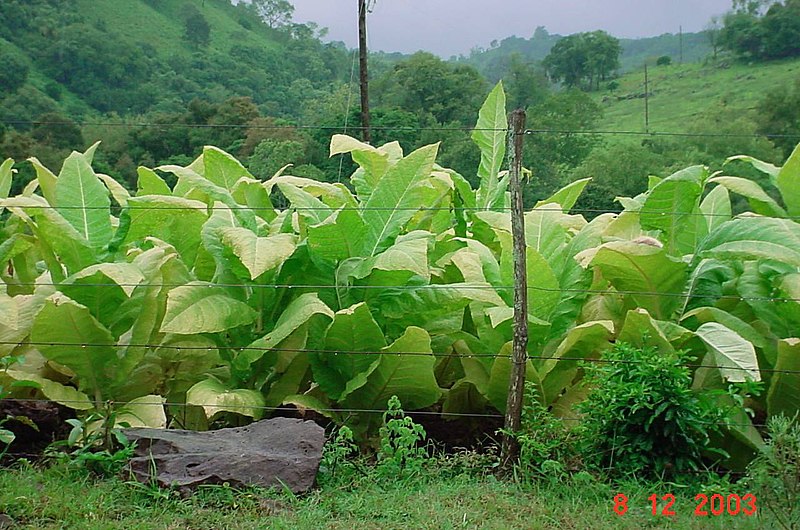 File:Pé de tabaco em destaque.JPG