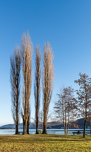 Group of poplar trees on the Blumeninsel ("Flower Island"), Pörtschach, Carinthia, Austria