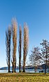 * Nomination Group of poplar trees on the Blumeninsel ("Flower Island"), Pörtschach am Wörter See, Carinthia, Austria --Johann Jaritz 03:01, 3 February 2019 (UTC) * Promotion  Support Good quality. --Podzemnik 03:03, 3 February 2019 (UTC)