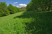 Čeština: Přírodní památka Pod Hribovňou, Vyškovec, okres Uherské Hradiště