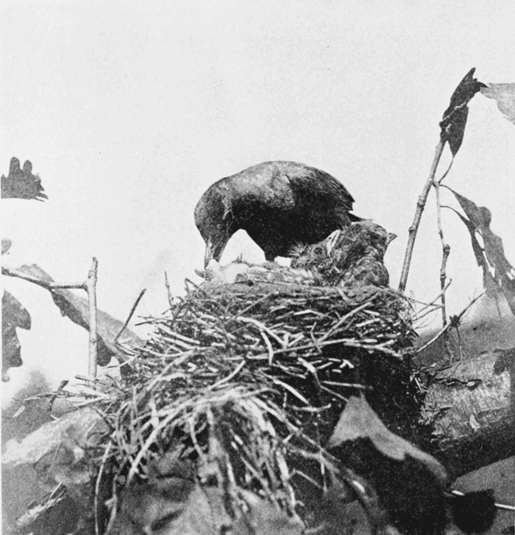 File:PSM V59 D214 Female robin cleaning the nest.png