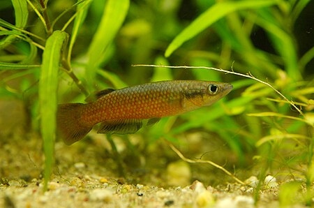 Tập_tin:Pachypanchax_omalonotus_02.jpg