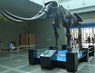 <i>Palaeoloxodon</i> Genus of extinct elephants