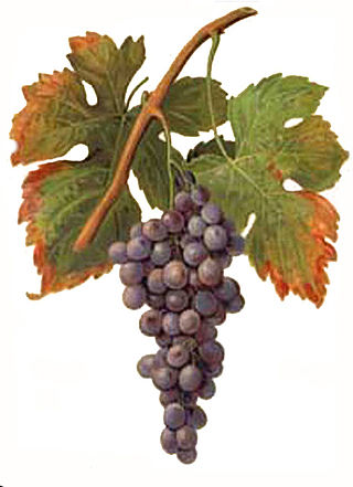 <span class="mw-page-title-main">Palomino (grape)</span> Variety of grape