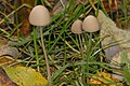 Panaeolus fimicola