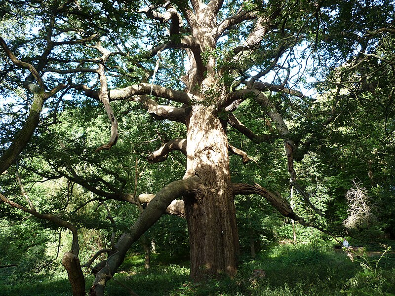 File:Panshanger Great Oak.jpg