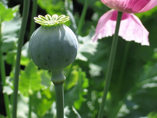 The opioid analgesic drug morphine is a natural product derived from the plant Papaver somniferum