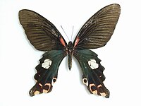 Papilio alcmenor femelle (avers)