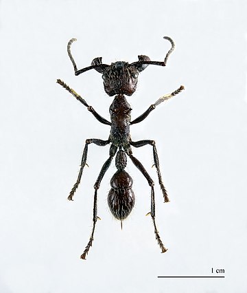 Paraponera clavata