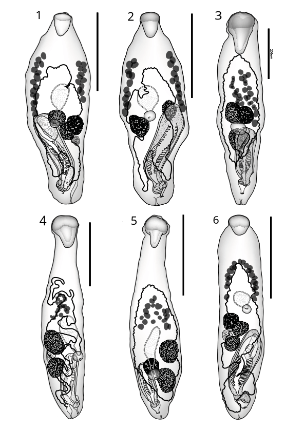 File:Parasite 20,56 (2013) Neidhartia & Prosorhynchus figs 1-6.svg