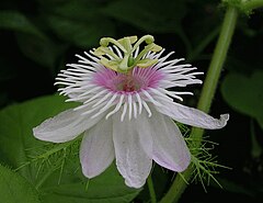 Passiflora  Le Peuple d'À Côté