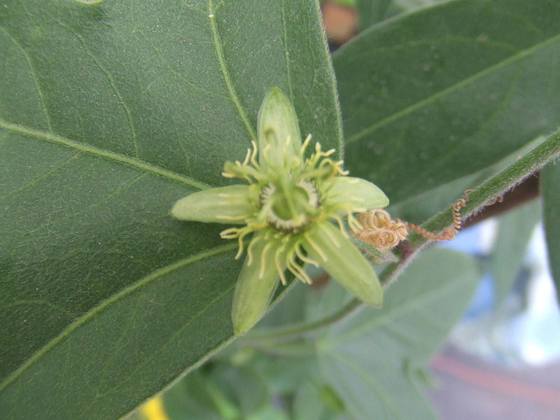 File:Passiflora suberosa10.jpg