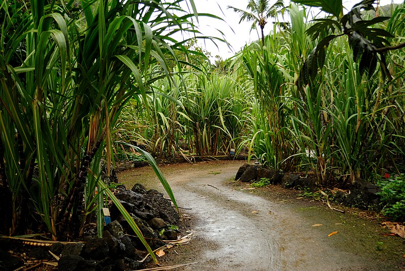 File:Path between sugar canes (5216462193).jpg