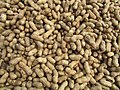 Kacang tanah (Arachis hypogaea)