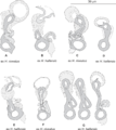 PeerJ 2233 - Pseudorhabdosynochus sulamericanus - fig-3.png