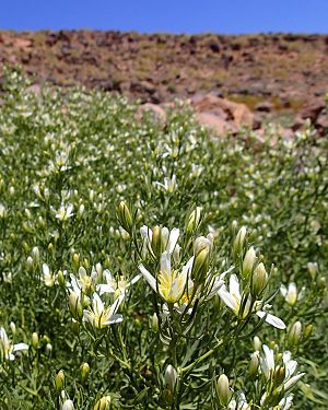 Wijnruit (Peganum harmala)