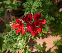Pelargonium 'Scarlet Unique'.