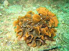 Сен-Куэй-Портриодағы раушан маржаны («Pentapora fascialis foliacea»)