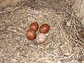 Znáška štyroch vajec v hniezdnej búdke