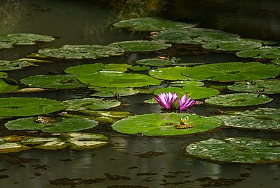 Perez's frog (Pelophylax perezi) near an Egyptian lotus (Nymphaea nouchali var. caerulea), Parque Terra Nostra, Furnas, São Miguel Island, Azores, Portugal