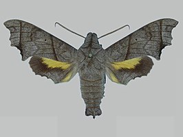 Perigonia grisea