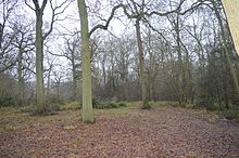 Perry West Wood 2.jpg