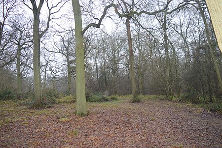 Perry West Wood 2