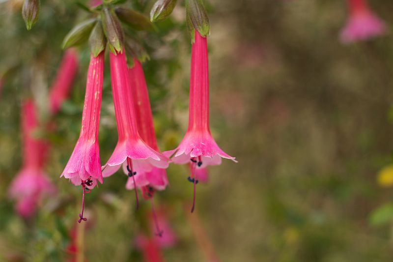 File:Peru - Cusco 181 - pink cantuta flowers (8111191561).jpg