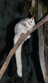 <span class="mw-page-title-main">Southern greater glider</span> Species of marsupial