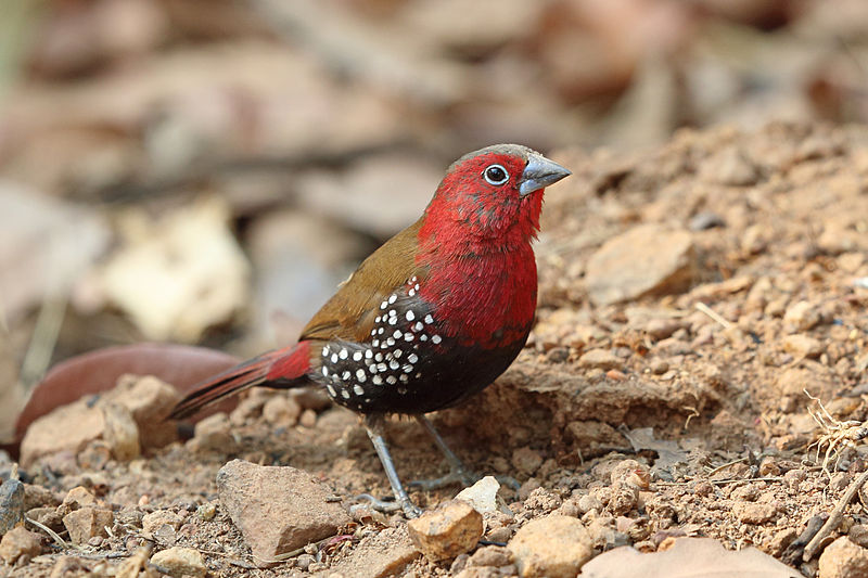 Fil:Peters's Twinspot, Sakania, DRC (9999020853).jpg