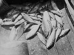 PhC 9 50-11 Shad fishing Wanchese- Manns Harbor (6843322113).jpg