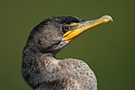 Миниатюра для Файл:Phalacrocorax-auritus-020.jpg