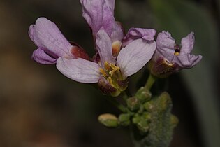 Umtanum Creek Recreation Area