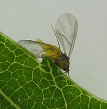 Phylloxera perniciosa winged adult Phylloxera winged adult.jpg