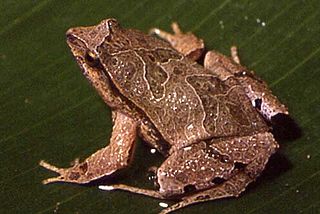<i>Physalaemus maculiventris</i> species of amphibian