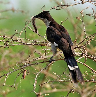 330px-Pied_Cuckoo_%28Clamator_jacobinus%29_with_a_catterpillar_W_IMG_4009.jpg