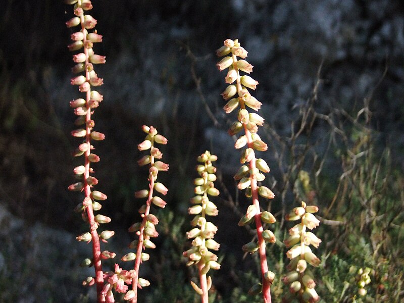 File:PikiWiki Israel 13390 Plants of Israel.JPG