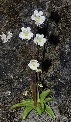 Alpine butterwort (Pinguicula alpina)