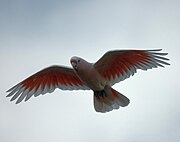 Cacatua leadbeateri