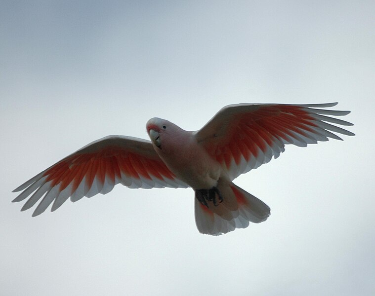 File:Pink Cockatoo flight Bowra Mar08.jpg