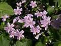 Claytonia sibirica (Caryophyllales)