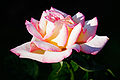 Rosa 'Cajun Sunrise', a modern Hybrid Tea rose (Edwards 2000)