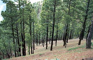 Pinus Canariensis: Descripción, Distribución geográfica, Usos