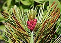 Pinus pumila (flower male).JPG