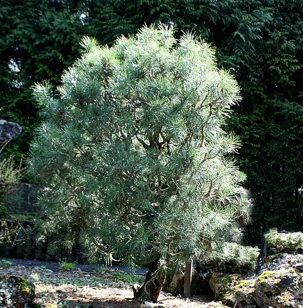 File:Pinus s. watereri.jpg