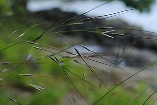 <i>Piptochaetium avenaceum</i> Species of flowering plant